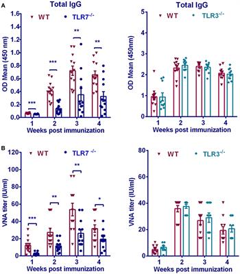 Toll-Like Receptor 7 Enhances Rabies Virus-Induced Humoral Immunity by Facilitating the Formation of Germinal Centers